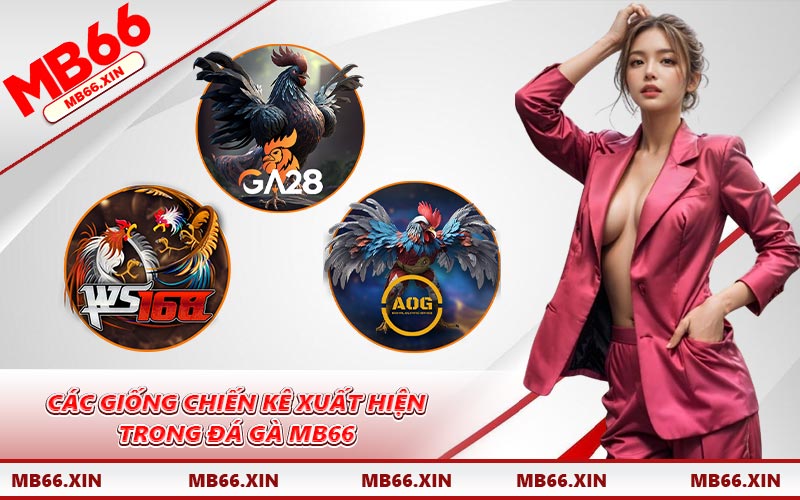 Các giống chiến kê xuất hiện trong đá gà MB66